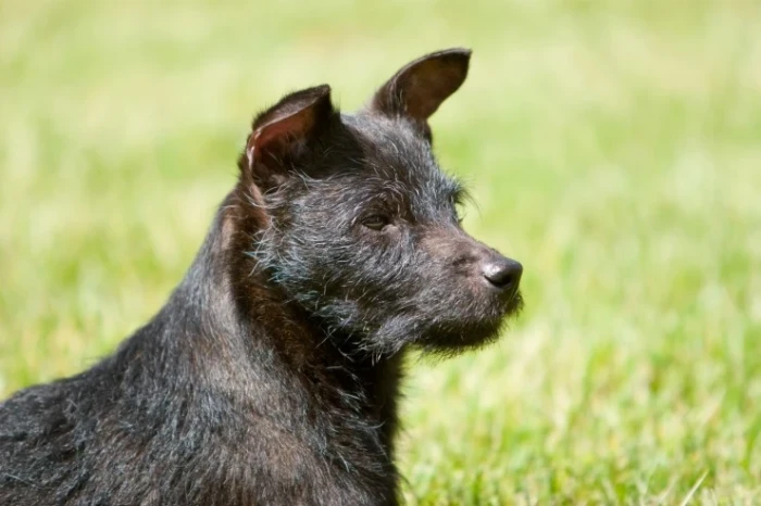 Patterdale teriér