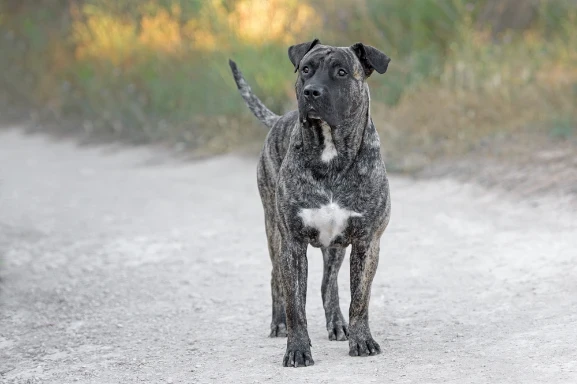 Perro de Presa Canario