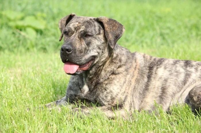 Perro de Presa Canario