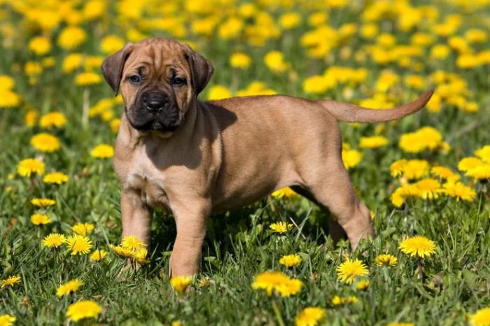 Perro de Presa Canario
