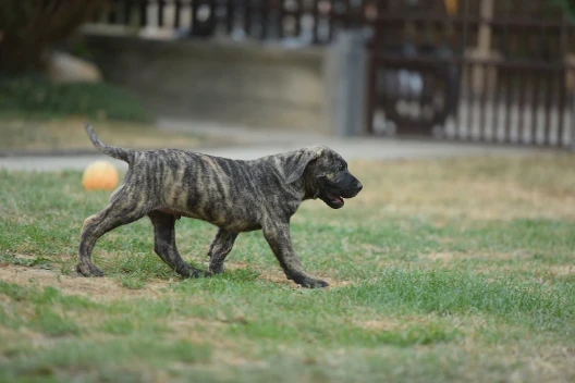Perro de Presa Canario