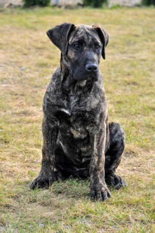 Perro de Presa Canario