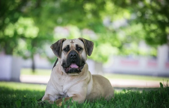Perro de Presa Canario