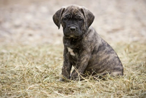 Perro de Presa Canario