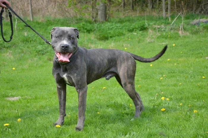 Perro de Presa Canario