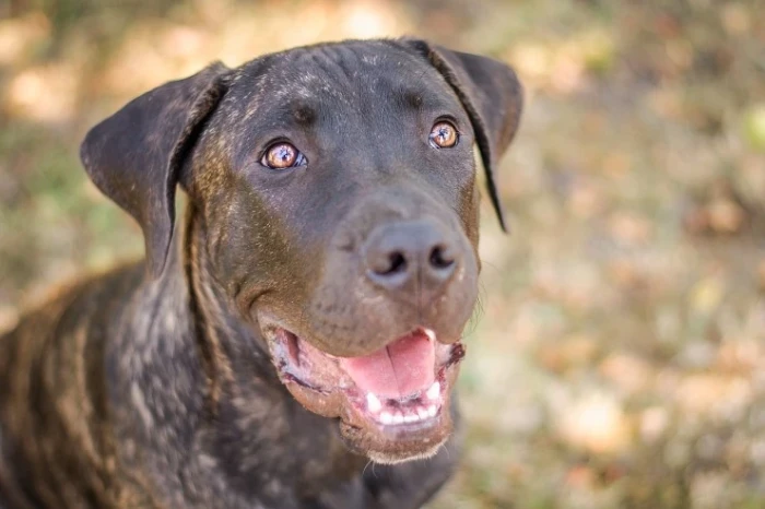 Perro de Presa Canario