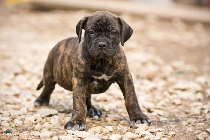 Perro de Presa Canario