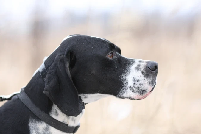 Pointer