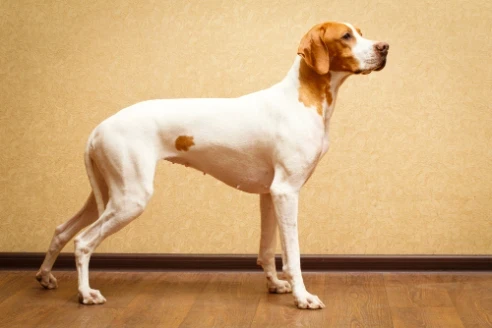 Pointer