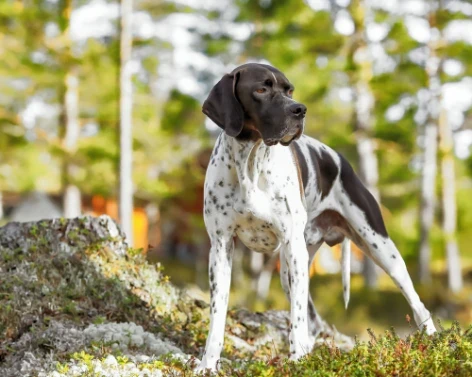 Pointer
