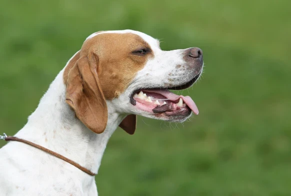 Pointer