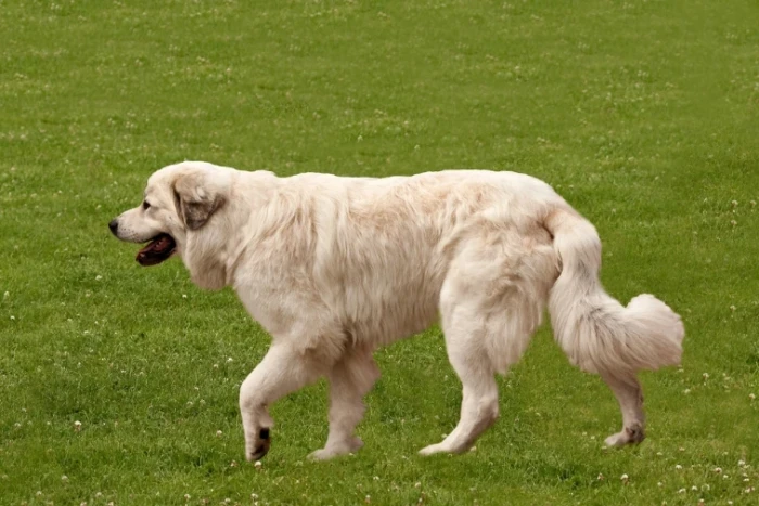 Pyrenejský horský pes