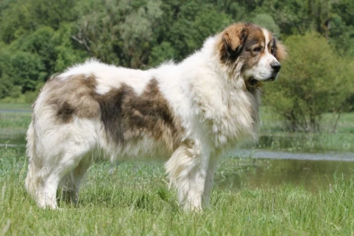 Pyrenejský mastin