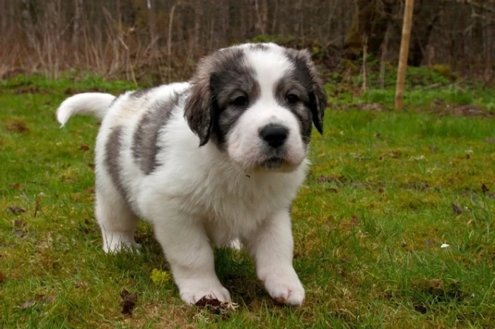 Pyrenejský mastin
