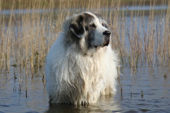 Pyrenejský mastin
