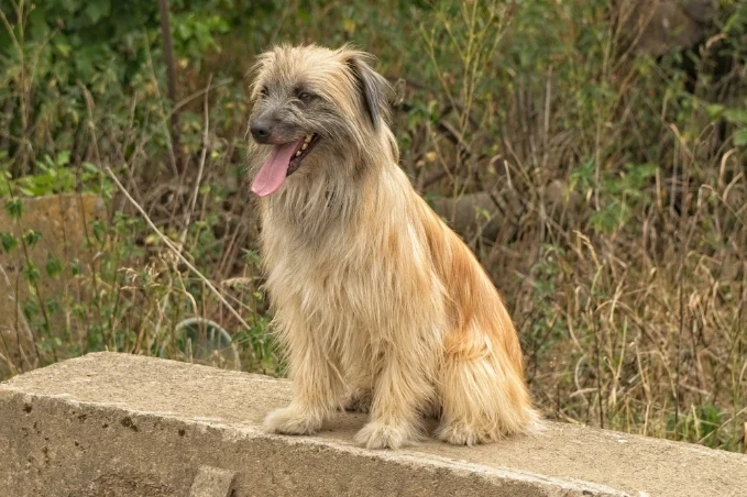 Pyrenejský ovčák