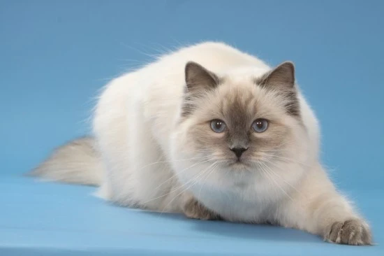 Ragdoll