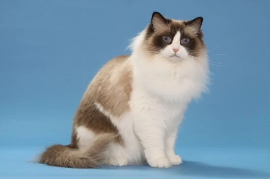 Ragdoll