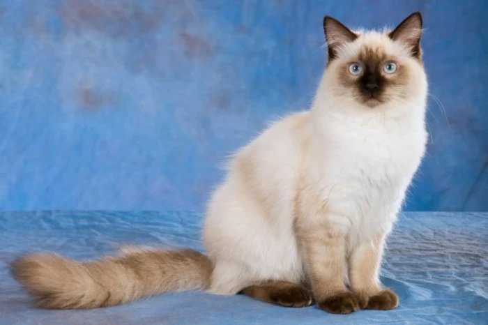 Ragdoll