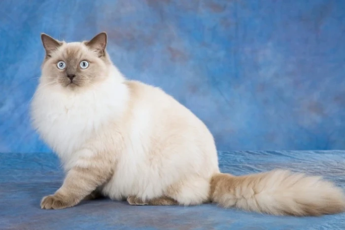 Ragdoll