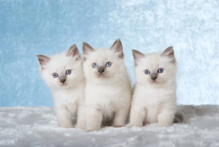 Ragdoll