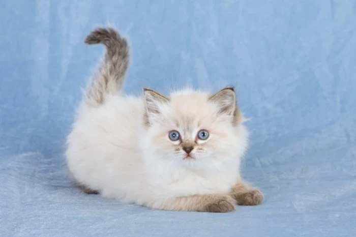 Ragdoll