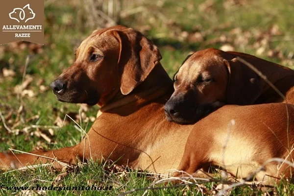Rhodéský ridgeback