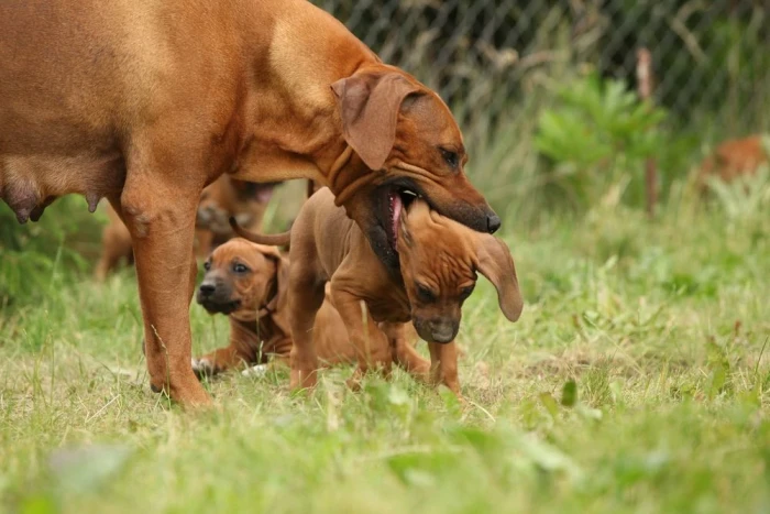 Rhodéský ridgeback