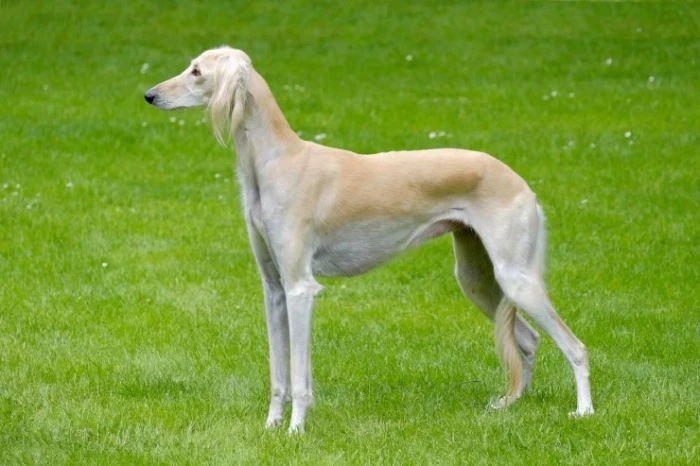 Saluka
