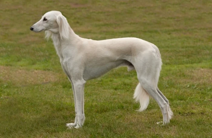 Saluka