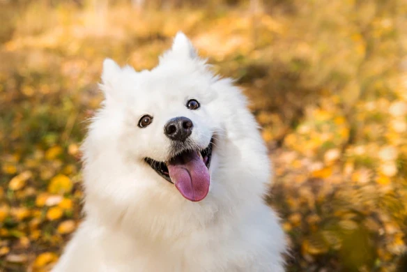 Samojed