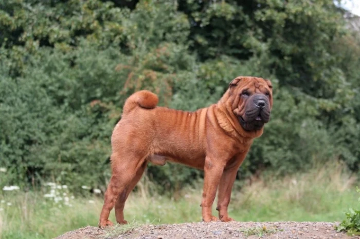 Šarpej