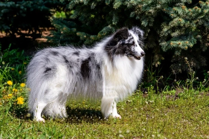 Šeltie