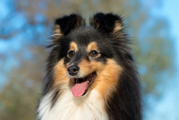 Šeltie