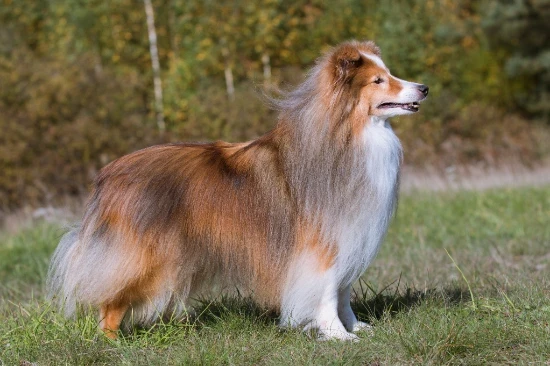 Šeltie
