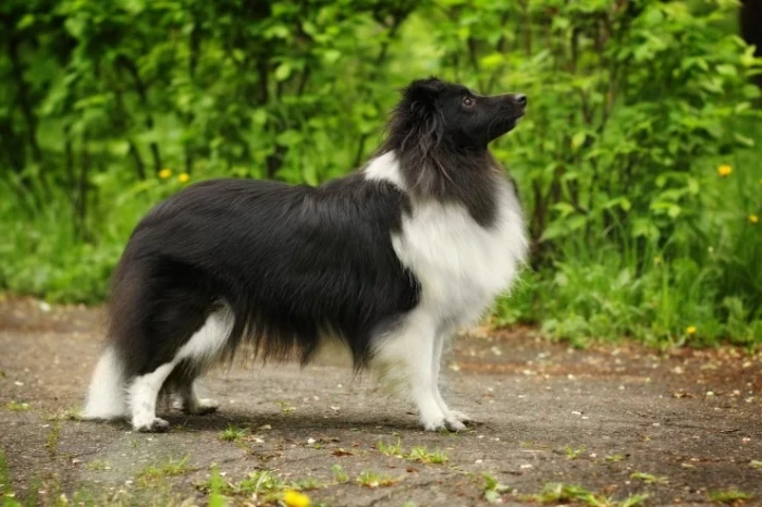 Šeltie