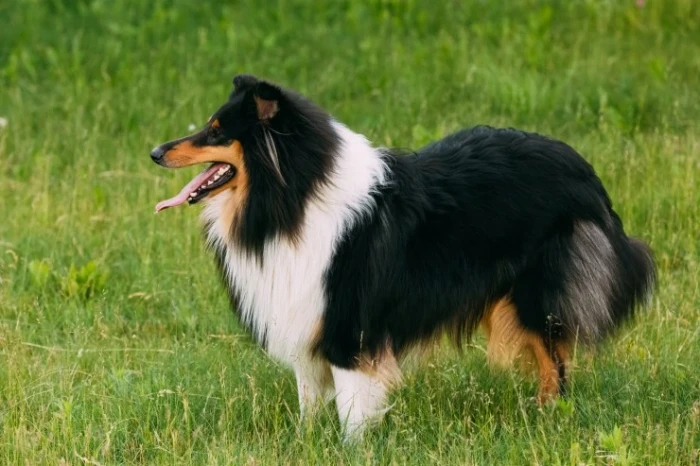 Šeltie