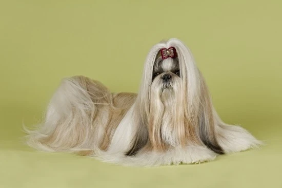 Shi-tzu