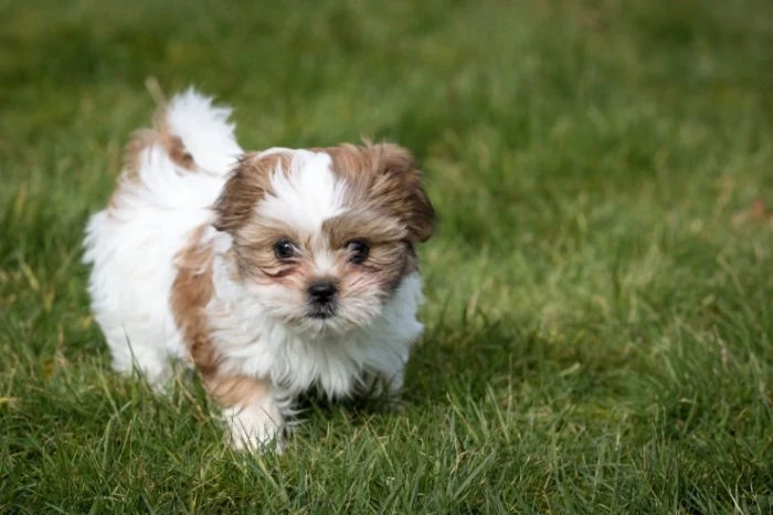 Shi-tzu