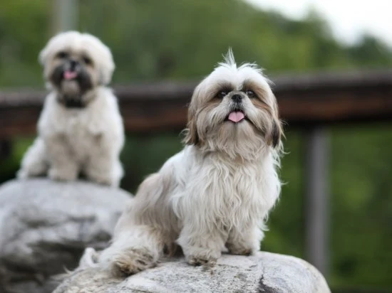 Shi-tzu