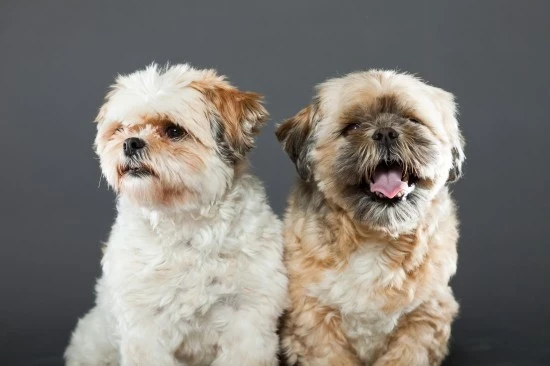 Shi-tzu