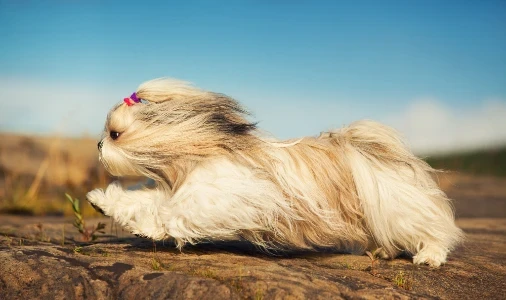Shi-tzu