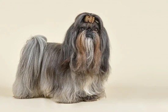 Shi-tzu