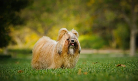 Shi-tzu