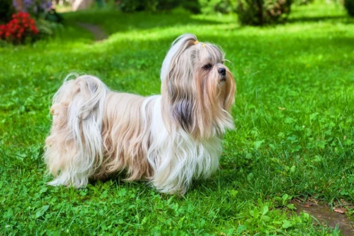 Shi-tzu