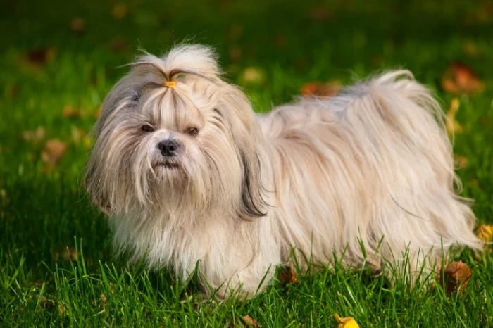 Shi-tzu