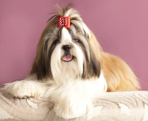 Shi-tzu