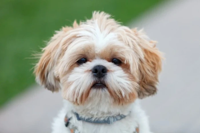 Shi-tzu