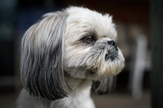 Shi-tzu