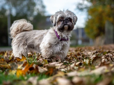Shi-tzu
